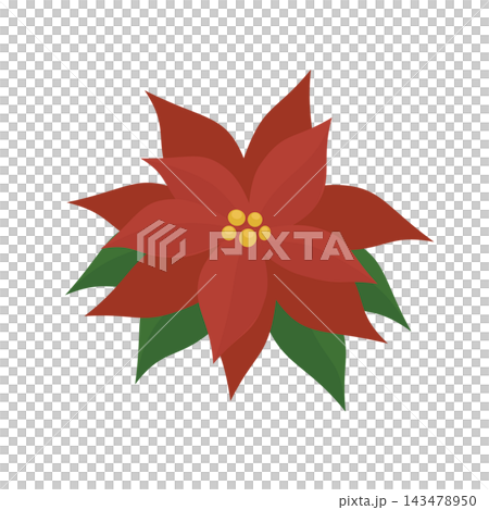 紅一品紅的插圖 紅一品紅的插圖 143478950