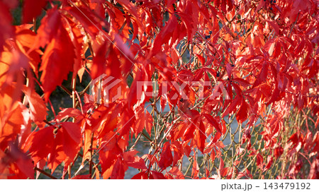 Close-up of red maple leaves backlit by bright sunlight, creating vibrant autumn canopy with glowing warm tones along tree branches and twigs outdoors sunlight background Close-up of red maple leaves backlit by bright sunlight, creating vibrant autumn canopy with glowing warm tones along tree branches and twigs outdoors sunlight background 143479192