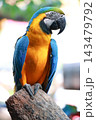 Blue and Yellow Macaw Perched on Tree Stump, Colorful Tropical Parrot Portrait 143479792