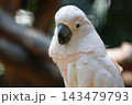 Cute Moluccan Cockatoo Close Up Portrait, Salmon-Crested Parrot with Soft Pink and White Feathers 143479793