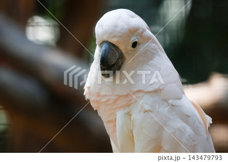 Cute Moluccan Cockatoo Close Up Portrait, Salmon-Crested Parrot with Soft Pink and White Feathers Cute Moluccan Cockatoo Close Up Portrait, Salmon-Crested Parrot with Soft Pink and White Feathers 143479793