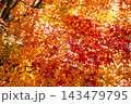 Vibrant Red and Orange Japanese Maple Leaves Background, Colorful Autumn Foliage Full Frame 143479795