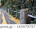 Fallen Yellow Ginkgo Leaves on Sidewalk by Stone Fence Post and Green Hedge, Autumn Street in Tokyo, Japan 143479797
