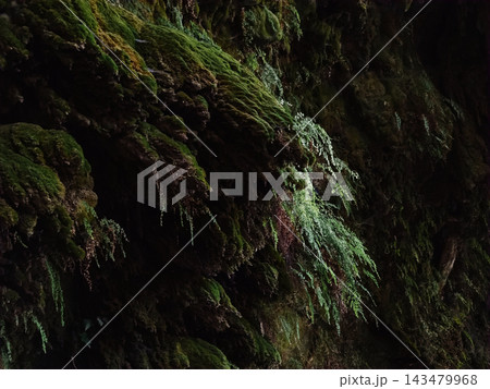 Scenic waterfall cascading down a moss-covered limestone cliff. Scenic waterfall cascading down a moss-covered limestone cliff. 143479968