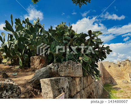 Large Prickly Pear Cactus Growing Over Ancient Stone Ruins. Large Prickly Pear Cactus Growing Over Ancient Stone Ruins. 143480007