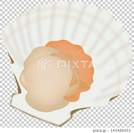 sea scallop illustration sea scallop illustration 143480433
