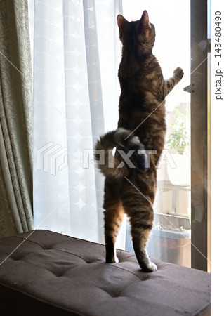 外に興味津々の猫　アメリカンショートヘアブラウンパッチドタビー 143480490
