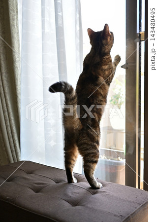 外に興味津々の猫　アメリカンショートヘアブラウンパッチドタビー 143480495