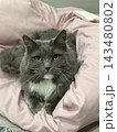 見上げる猫 143480802