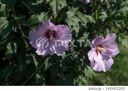 Two Purple Pink Hibiscus Syrian Mallow Flowers Blooming on Shrub Close Up Two Purple Pink Hibiscus Syrian Mallow Flowers Blooming on Shrub Close Up 143481203
