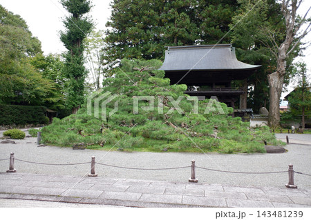 長野県 下諏訪町 慈雲禅寺の天桂松 長野県 下諏訪町 慈雲禅寺の天桂松 143481239