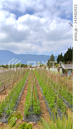 Crop rows grow on wooden stakes across cultivated farmland beneath cloudy mountain skies. Young green plants fill mulched beds, while narrow soil paths lead through this orderly rural growing field. Crop rows grow on wooden stakes across cultivated farmland beneath cloudy mountain skies. Young green plants fill mulched beds, while narrow soil paths lead through this orderly rural growing field. 143482022