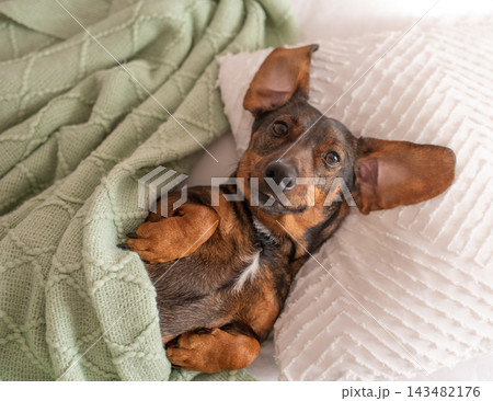 A brown dachshund with long ears that sleeps on a pillow and under a blanket like a human A brown dachshund with long ears that sleeps on a pillow and under a blanket like a human 143482176