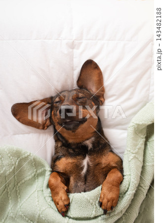 Cute dog dachshund sleeps on his back under a blanket on the bed Cute dog dachshund sleeps on his back under a blanket on the bed 143482188