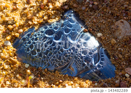 Plastic water bottle partially buried in desert sand, glittering with moisture droplets and condensation, illuminated by bright sunlight against a textured grainy background 143482289