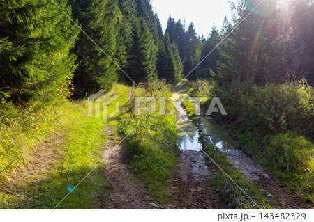 Muddy rural dirt road winding through a vibrant spruce forest under bright sunlight with sun flare casting shadows on the wet ground and lush green vegetation nearby Muddy rural dirt road winding through a vibrant spruce forest under bright sunlight with sun flare casting shadows on the wet ground and lush green vegetation nearby 143482329