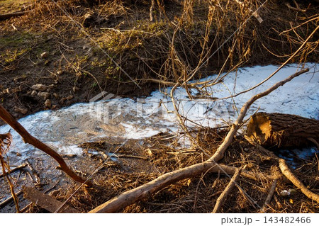 Milky blue toxic liquid waste discharging into a small muddy creek, contaminated water flowing through forest debris, environmental hazard caused by chemical industrial pollution in nature 143482466