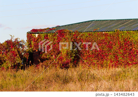 Vibrant autumn wild grapes climbing a rustic country barn wall, displaying beautiful crimson foliage and lush greenery under the golden sunset light in a peaceful rural landscape Vibrant autumn wild grapes climbing a rustic country barn wall, displaying beautiful crimson foliage and lush greenery under the golden sunset light in a peaceful rural landscape 143482643
