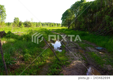 Muddy forest road with puddles cutting through lush green grass and dense summer trees under bright daylight Muddy forest road with puddles cutting through lush green grass and dense summer trees under bright daylight 143482694