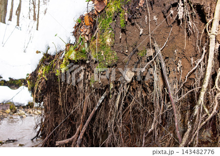 Exposed tree roots clinging to a crumbling muddy bank of a forest creek, highlighting erosion and the transition from melting winter snow to early spring nature growth 143482776