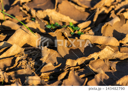 Curled layers of parched mud and cracked silt on a riverbank create an intricate abstract texture under the warm, golden glow of a setting sun during a dry summer season Curled layers of parched mud and cracked silt on a riverbank create an intricate abstract texture under the warm, golden glow of a setting sun during a dry summer season 143482790
