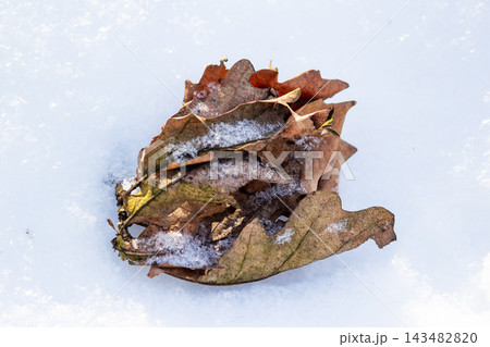 Dry fallen oak leaves dusted with crisp white winter snow resting together on a freezing cold surface outdoors Dry fallen oak leaves dusted with crisp white winter snow resting together on a freezing cold surface outdoors 143482820