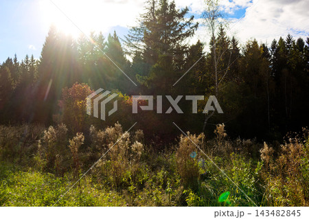 Radiant sunburst illuminates wild meadow grasses and towering evergreen trees during a gorgeous crisp morning in early autumn woods 143482845