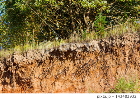 Detailed cross-section view of a rugged sandy clay cliff edge with exposed tree roots clinging to the earth beneath lush green grass and dense forest thicket Detailed cross-section view of a rugged sandy clay cliff edge with exposed tree roots clinging to the earth beneath lush green grass and dense forest thicket 143482932
