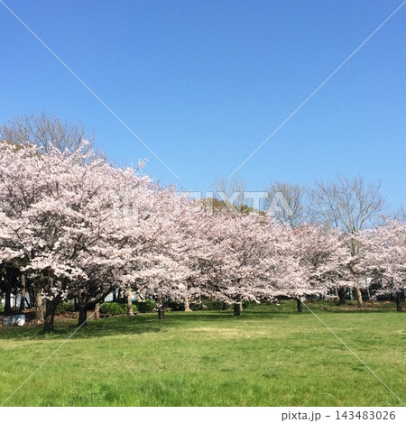 桜 桜 143483026