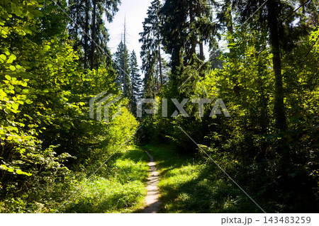 Sunlight filters through a dense canopy of lush green trees, illuminating a peaceful dirt path that winds deep into a tranquil, vibrant summer woodland forest landscape Sunlight filters through a dense canopy of lush green trees, illuminating a peaceful dirt path that winds deep into a tranquil, vibrant summer woodland forest landscape 143483259