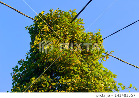 Vibrant green wild hops with mature cones sprawling over a weathered utility pole and electric wires against a clear summer sky, showcasing nature reclaiming urban infrastructure Vibrant green wild hops with mature cones sprawling over a weathered utility pole and electric wires against a clear summer sky, showcasing nature reclaiming urban infrastructure 143483357