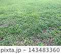 公園の草地 143483360