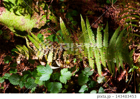 Close-up of a fern leaf with beautiful golden and green hues fading into autumn, showing natural textures and delicate forest details in soft dappled sunlight on the ground Close-up of a fern leaf with beautiful golden and green hues fading into autumn, showing natural textures and delicate forest details in soft dappled sunlight on the ground 143483453