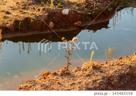 Dried prickly thistle flower stands alone on the bank of a muddy pond during golden hour, reflecting beautifully in the calm water against a rugged textured ground backdrop 143483559