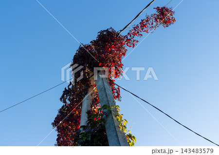 Vibrant crimson Virginia creeper climbing up a concrete utility pole and tangled power lines under a clear autumn blue sky, creating a striking contrast of nature and technology 143483579