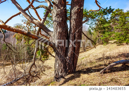 Majestic old pine tree with thick textured bark stands tall on a sunny spring hillside, its sprawling twisted branches reaching towards the clear blue sky in this serene forest landscape 143483655