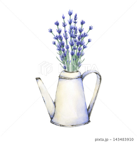 Vintage white watering can filled with blooming lavender flowers. Hand-painted botanical artwork isolated. Ideal for gardening, botanical, farmhouse, and nature-themed designs Vintage white watering can filled with blooming lavender flowers. Hand-painted botanical artwork isolated. Ideal for gardening, botanical, farmhouse, and nature-themed designs 143483910