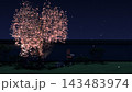 ライトアップされた満開のしだれ桜と石灯籠 夜の日本庭園 143483974