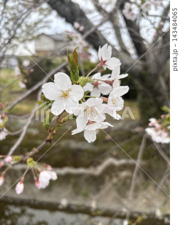 桜 ピンク 桜 ピンク 143484065