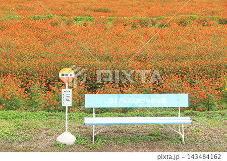国営アルプスあづみの公園のキバナコスモス 国営アルプスあづみの公園のキバナコスモス 143484162