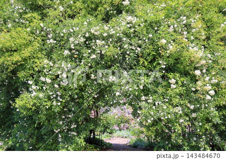 可愛い モッコウバラの花 可愛い モッコウバラの花 143484670