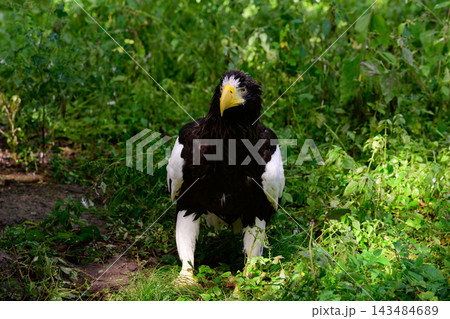 Stellers sea eagle Haliaeetus pelagicus standing on ground looking into camera in forest of Primorsky Krai Russian Far East wildlife Stellers sea eagle Haliaeetus pelagicus standing on ground looking into camera in forest of Primorsky Krai Russian Far East wildlife 143484689