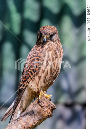 Common kestrel Falco tinnunculus perched on wooden branch looking down in forest of Primorsky Krai Russian Far East outdoor wildlife Common kestrel Falco tinnunculus perched on wooden branch looking down in forest of Primorsky Krai Russian Far East outdoor wildlife 143484694