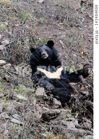 Funny Asian black bear Ursus thibetanus sitting on ground looking into camera with paw up on stump in Primorsky Krai Russian Far East wildlife 143484699