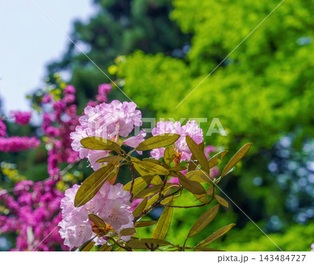 初夏の訪れを告げる爽やかなシャクナゲの花と豊かな自然環境 初夏の訪れを告げる爽やかなシャクナゲの花と豊かな自然環境 143484727