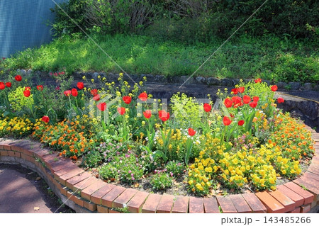 鮮やか　チューリップの花 143485266