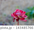 冬の薔薇 143485766