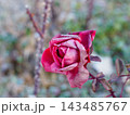 冬の薔薇 143485767