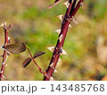 冬の薔薇のトゲ 143485768
