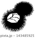 筆書きタッチのウニ 143485925
